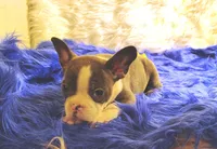 STITCH, a male Frenchton for sale in Cumberland, MD – 6 of 9