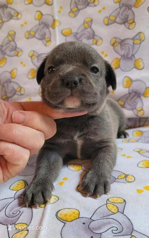 LIL BOY 2 – French Bulldog puppy for sale in Cumberland, MD