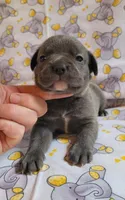 LIL BOY 2, a male Frenchton for sale in Cumberland, MD – 5 of 9
