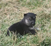 Shepherd Husky FEMALE 5, a female German Shepherd Dog and Siberian Husky for sale in Cumberland, MD – Photo 2 of 3