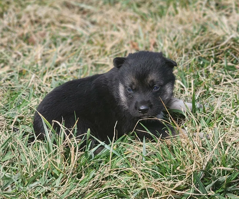 Shepherd Husky FEMALE 5 – German Shepherd Dog, Siberian Husky puppy for sale in Cumberland, MD