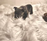 Boss Man, a male Frenchton for sale in Cumberland, MD – Photo 5 of 8