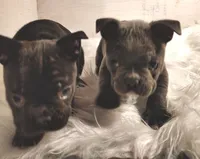 Boss Man, a male Frenchton for sale in Cumberland, MD – Photo 7 of 8