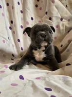 Boss Man, a male Frenchton for sale in Cumberland, MD – Photo 2 of 8