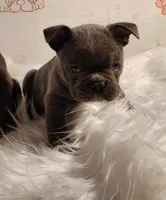 Boss Man, a male Frenchton for sale in Cumberland, MD – Photo 3 of 8