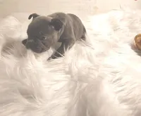 Boss Man, a male Frenchton for sale in Cumberland, MD – Photo 6 of 8