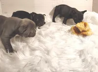 Boss Man, a male Frenchton for sale in Cumberland, MD – Photo 8 of 8