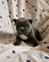 Boss Man, a male Frenchton for sale in Cumberland, MD – Photo 1 of 8