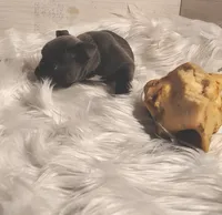 Boss Man, a male Frenchton for sale in Cumberland, MD – Photo 4 of 8