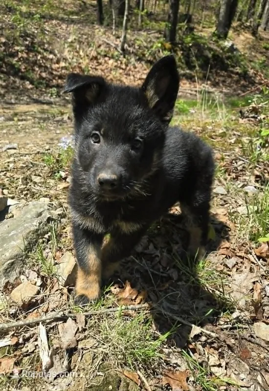 BOY 3 – German Shepherd Dog puppy for sale in Cumberland, MD