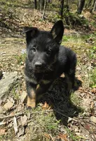 BOY 3, a male German Shepherd Dog for sale in Cumberland, MD – Photo 1 of 5