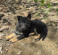 BOY 3, a male German Shepherd Dog for sale in Cumberland, MD – Photo 3 of 5