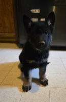 BOY 3, a male German Shepherd Dog for sale in Cumberland, MD – Photo 3 of 8