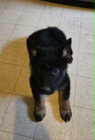 BOY 3, a male German Shepherd Dog for sale in Cumberland, MD – Photo 5 of 8