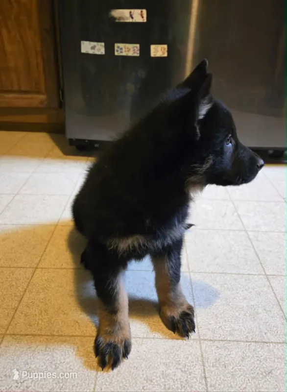 BOY 3 – German Shepherd Dog puppy for sale in Cumberland, MD