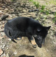 BOY 3, a male German Shepherd Dog for sale in Cumberland, MD – Photo 2 of 5