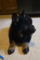 BOY 3, a male German Shepherd Dog for sale in Cumberland, MD – Photo 4 of 8