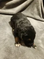 GERMAN SHEPHERD MIX, a male German Shepherd Dog for sale in Cumberland, MD – Photo 8 of 9