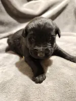 GERMAN SHEPHERD MIX, a male German Shepherd Dog for sale in Cumberland, MD – Photo 3 of 9