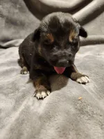 GERMAN SHEPHERD MIX, a male German Shepherd Dog for sale in Cumberland, MD – Photo 1 of 9