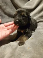 GERMAN SHEPHERD MIX, a male German Shepherd Dog for sale in Cumberland, MD – Photo 7 of 9