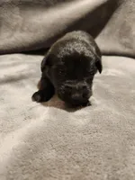 GERMAN SHEPHERD MIX, a male German Shepherd Dog for sale in Cumberland, MD – Photo 9 of 9