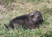 Golden Shepherd Male 2, a male German Shepherd Dog and English Cream Golden Retriever for sale in Cumberland, MD – Photo 1 of 3