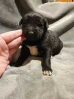 GERMAN SHEPHERD MIX, a male German Shepherd Dog for sale in Cumberland, MD – Photo 4 of 9