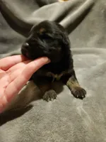 GERMAN SHEPHERD MIX, a male German Shepherd Dog for sale in Cumberland, MD – Photo 5 of 9