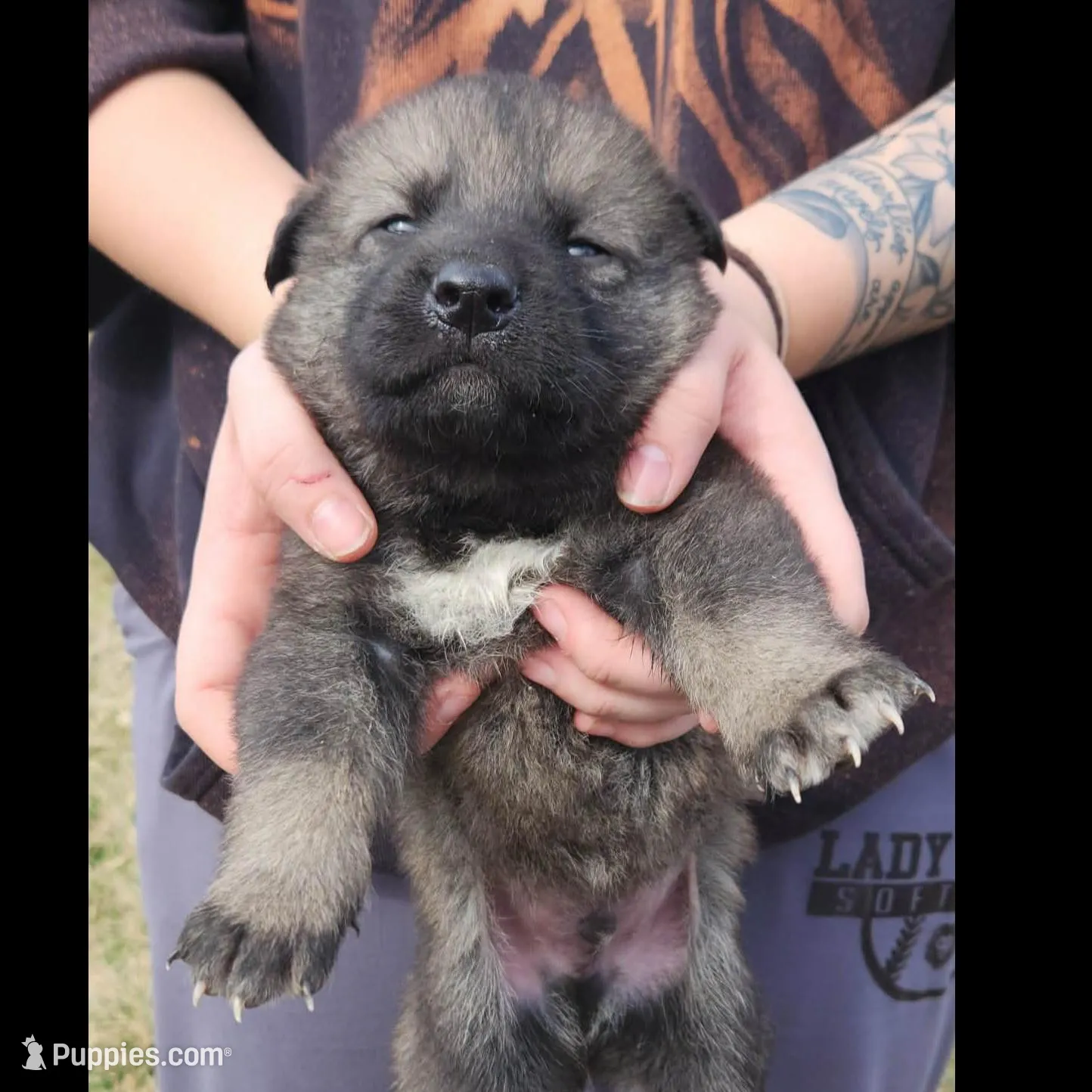 Golden Shepherd Male 2, a male German Shepherd Dog and English Cream Golden Retriever for sale in Cumberland, MD – Photo 3 of 3