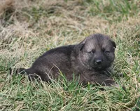 Golden Shepherd Male 2, a male German Shepherd Dog and English Cream Golden Retriever for sale in Cumberland, MD – Photo 2 of 3