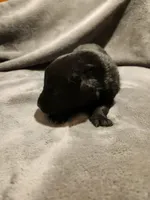 GERMAN SHEPHERD MIX, a male German Shepherd Dog for sale in Cumberland, MD – Photo 6 of 9