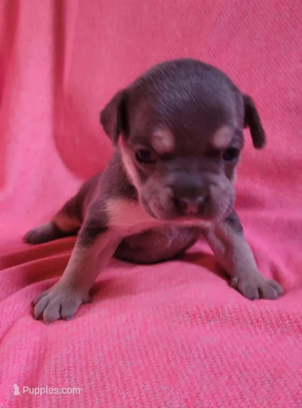 PEANUT – French Bulldog puppy for sale in Cumberland, MD