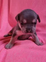 PEANUT, a female Frenchton for sale in Cumberland, MD – 4 of 10
