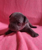 LIL GIRL 3, a female Frenchton for sale in Cumberland, MD – 7 of 8