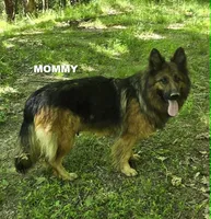 PLUSH GIRL 1, a female German Shepherd Dog for sale in Cumberland, MD – 3 of 4