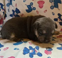 PEANUT, a female French Bulldog for sale in Cumberland, MD – 4 of 4