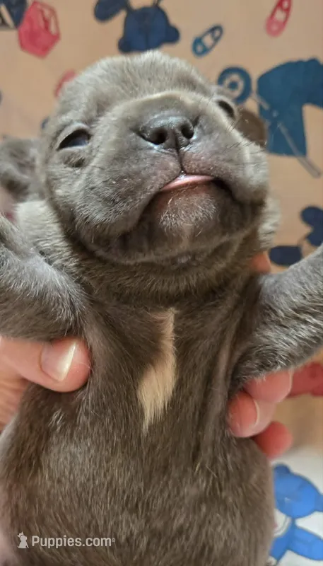 LIL BOY 1 – French Bulldog puppy for sale in Cumberland, MD