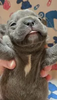 LIL BOY 1, a male French Bulldog for sale in Cumberland, MD – 1 of 3
