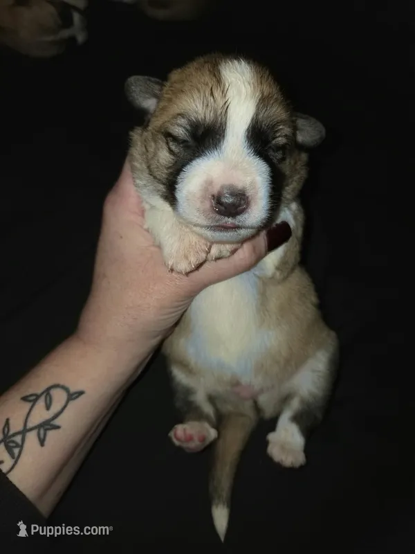 MALE 2 – German Shepherd Dog, Great Pyrenees puppy for sale in Cumberland, MD