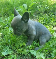 LIL GIRL 2, a female Frenchton for sale in Cumberland, MD – 2 of 9