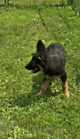 Blossom, a female German Shepherd Dog for sale in Cumberland, MD – 3 of 10
