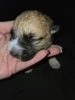 MALE 3, a male German Shepherd Dog and Great Pyrenees for sale in Cumberland, MD – 4 of 4