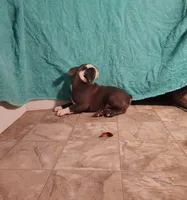 BLUE BOY 2, a male Frenchton for sale in Cumberland, MD – Photo 3 of 6