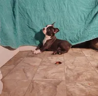 BLUE BOY 2, a male Frenchton for sale in Cumberland, MD – Photo 1 of 6