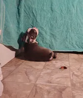 BLUE BOY 2, a male Frenchton for sale in Cumberland, MD – Photo 2 of 6