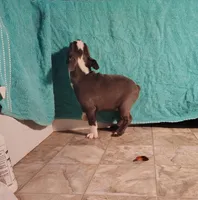 BLUE BOY 2, a male Frenchton for sale in Cumberland, MD – Photo 4 of 6