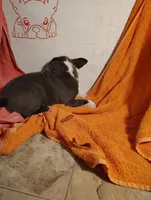 BLUE BOY 2, a male Frenchton for sale in Cumberland, MD – Photo 6 of 6