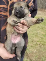 Shepherd Husky FEMALE 4, a female German Shepherd Dog and Siberian Husky for sale in Cumberland, MD – Photo 3 of 3