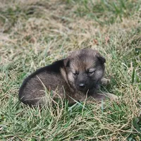 Shepherd Husky FEMALE 4, a female German Shepherd Dog and Siberian Husky for sale in Cumberland, MD – Photo 1 of 3